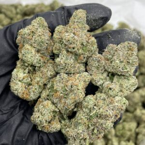 Blue Gumbo cannabis buds close-up with frosty trichomes