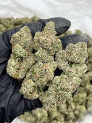 Blue Gumbo cannabis buds close-up with frosty trichomes