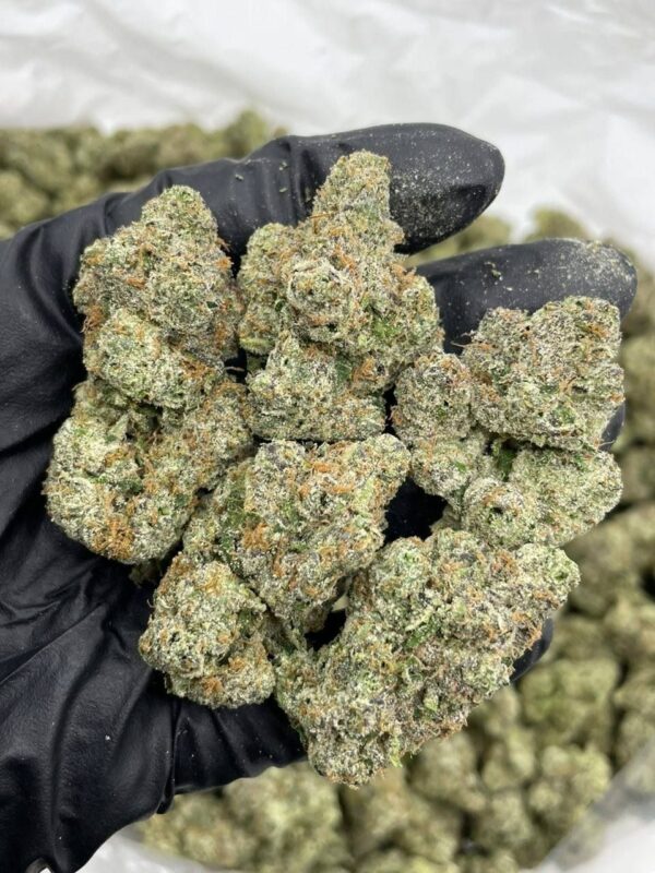 Blue Gumbo cannabis buds close-up with frosty trichomes