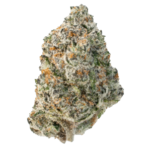 Fresh Wham Strain cannabis flower by Lil Baby showing vibrant green buds covered in sparkling trichomes.