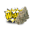 Close-up of dense Wham Strain cannabis buds by Lil Baby with frosty trichomes and vibrant orange hairs.