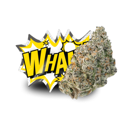 Close-up of dense Wham Strain cannabis buds by Lil Baby with frosty trichomes and vibrant orange hairs.