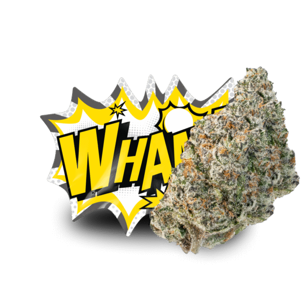 Close-up of dense Wham Strain cannabis buds by Lil Baby with frosty trichomes and vibrant orange hairs.